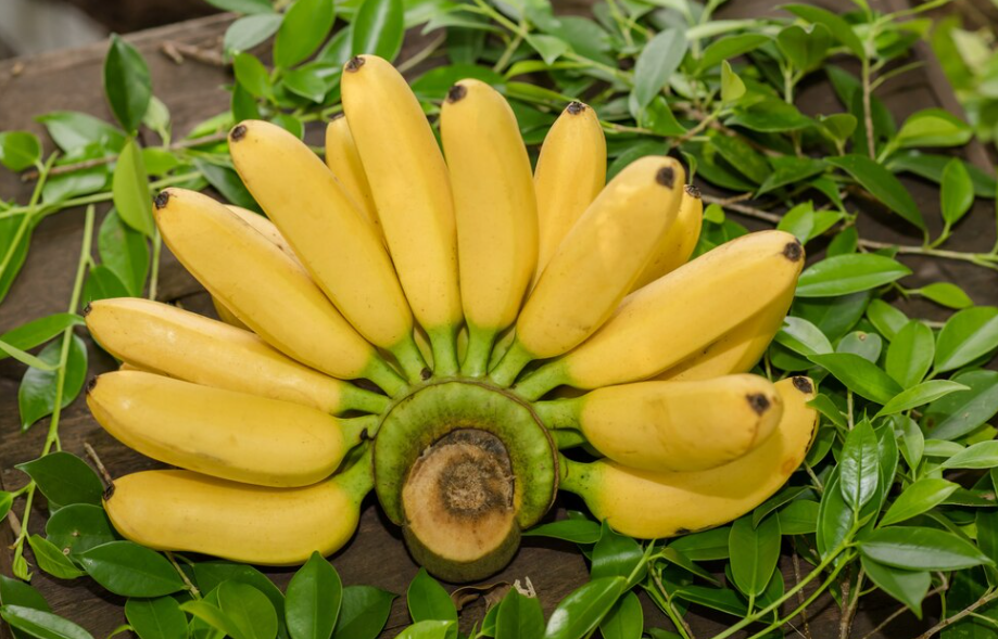 Mengenal Pisang Muli, Buah Lokal yang Kaya Rasa dan Gizi untuk Kesehatan Tubuh Manusia